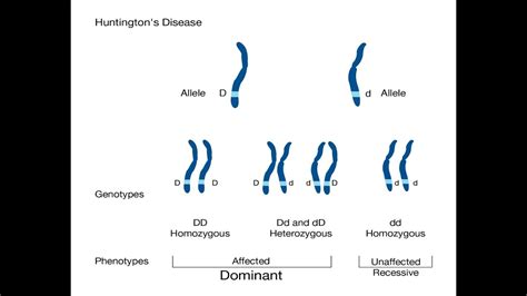 Huntington S Disease Hd Part Inheritance Pattern Youtube