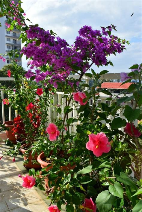 Flowers In The Terrace Terrace Flowers Plants