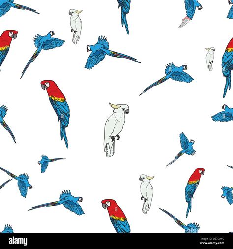 Vector White Background Tropical Birds Parrots Macaw Exotic Cockatoo