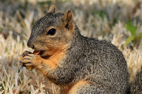 Fox Squirrel Facts Anatomy Diet Habitat Behavior Animals Time