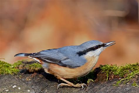 Bird Nuthatch Feed - Free photo on Pixabay