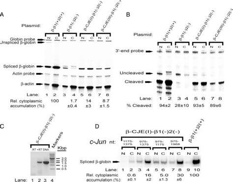 The human c-Jun gene contains elements that enhance stabilization, 3 ...