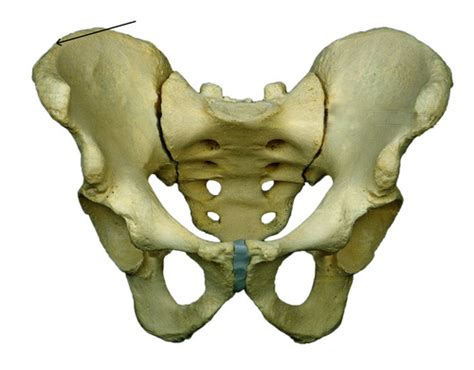 Bones Of The Pelvic Girdle And Lower Extremity Flashcards Quizlet