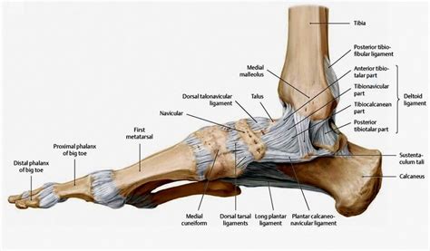 Medial Foot Anatomy