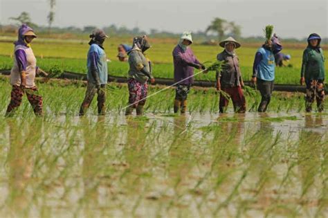 Produksi Padi Kabupaten Kuningan Surplus Ribu Ton Antara News