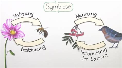 Symbiose Définition Cest Quoi