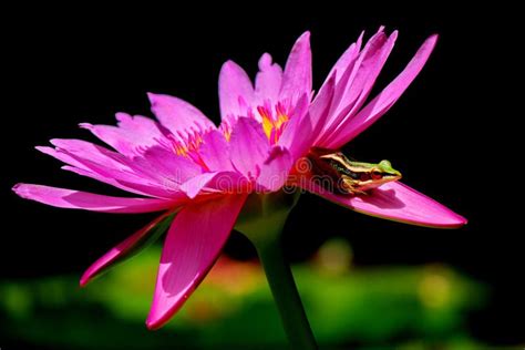 Frog On A Lotus Flower Stock Photo Image Of Spring Summer 31980064