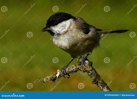 Marsh Tit Poecile Palustris Foto de archivo Imagen de muérdago