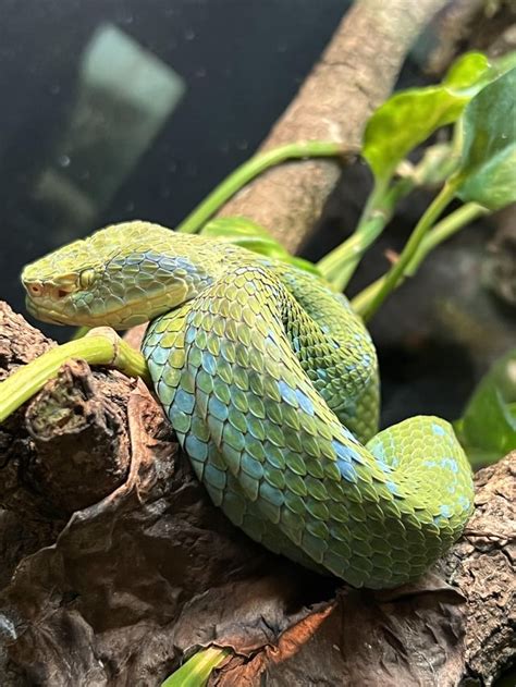 Reptiles At Houston Zoo Rreptiles