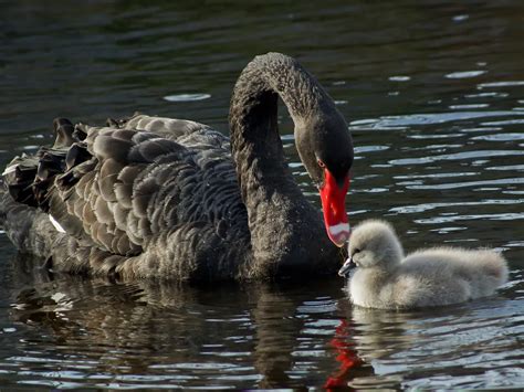 Baby Swans: All You Need To Know (With Pictures) | Bird Fact