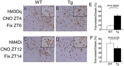 Activation Or Inhibition Of Orexin Neurons By Dreadd A D