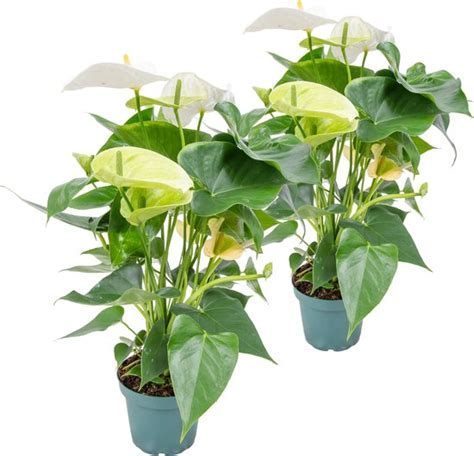 X Anthurium Aristo Wit Flamingoplant Kamerplant