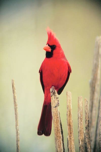 Meaning Of Red Cardinals To The Native Americans Animals Momme