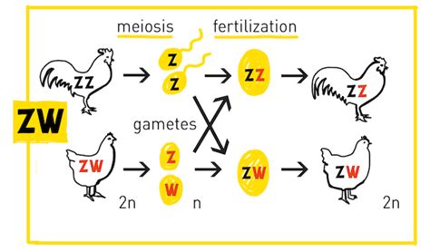 Sex Determination The X Y Zs Of Sex Chromosomes HudsonAlpha