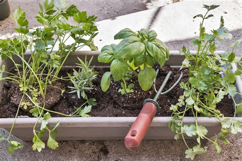 Rosemary Companion Plants The Ultimate Guide To Which Vegetables To