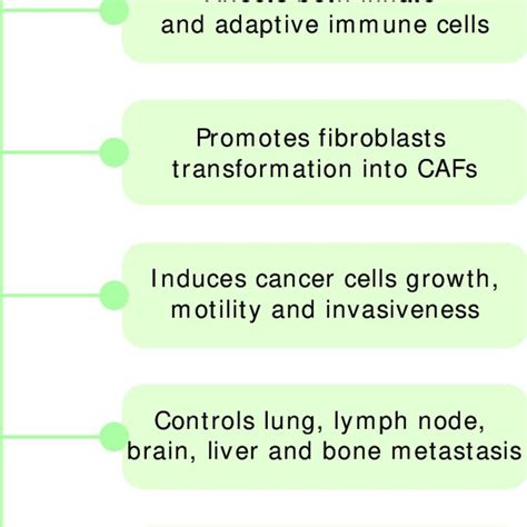 Various Aspects Of How The Cxcl Cxcr Signaling Controls Breast