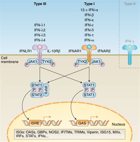 Decoding Type I And III Interferon Signalling During Viral Infection