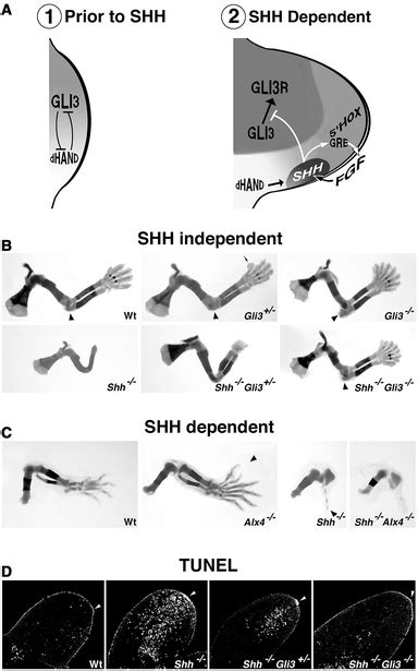 Progression Of Vertebrate Limb Development Through Shh Mediated