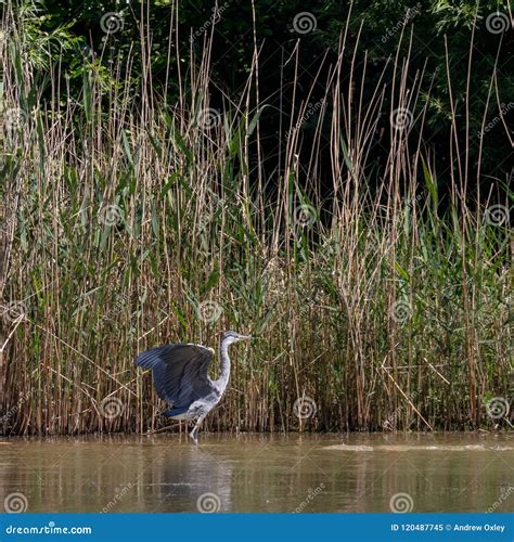 Grey Heron in habitat stock image. Image of beak, animal - 120487745