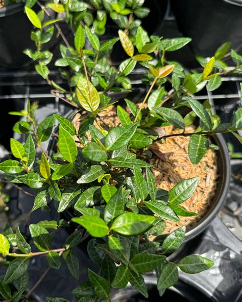 Jasmine Asiatic Minima Variegated | Eureka Farms