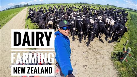 Dairy Farming In New Zealand Gopro Youtube