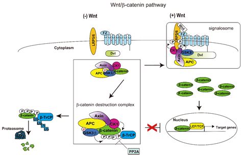 Cells Free Full Text Novel Insights Into The Role Of Kras In