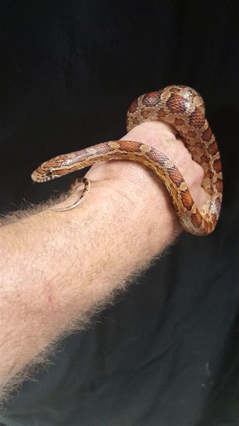 SUB ADULT FEMALE CORN SNAKE Reptile Mart