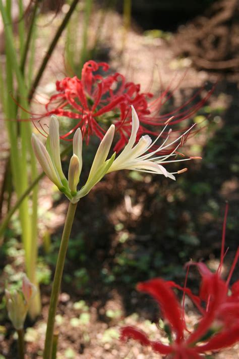 Lycoris Radiata By Xjleiu On Deviantart