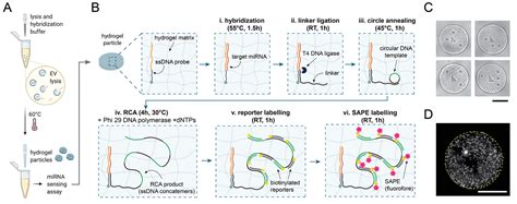 Quantitative And Multiplex Detection Of Extracellular Vesicle‐derived Microrna Via Rolling