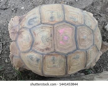 76 Stinkpot Turtle Images, Stock Photos & Vectors | Shutterstock