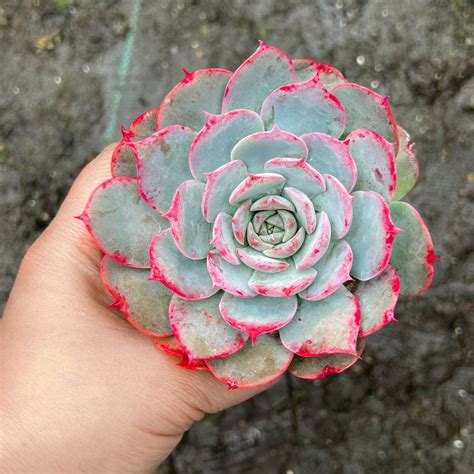 Echeveria Lovely Bear Korea Form Let Love Grow Succulent And Cactus