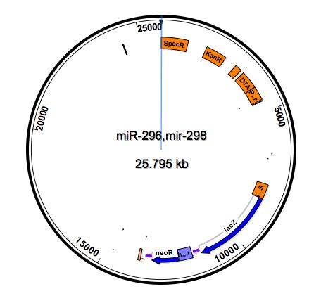 MiR 298 Mir 296 Keck Center For Noncoding RNAs