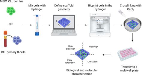 frontiers  bioprinting   establishment  long term
