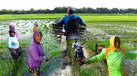 Traktor Sawah Pindah Lahan Lewat Jalan Satu Arah Bertemu Emak Emak