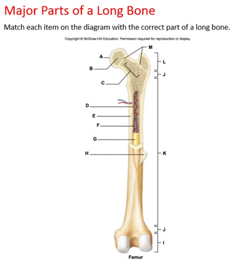 Hb 7 Major Parts Of Long Bone Diagram Quizlet