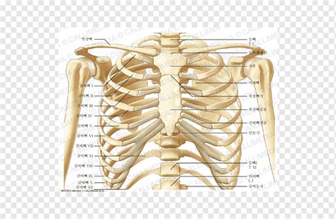 Anatomy Diagram Rib Area How Many Ribs Do Humans Have Men Women And