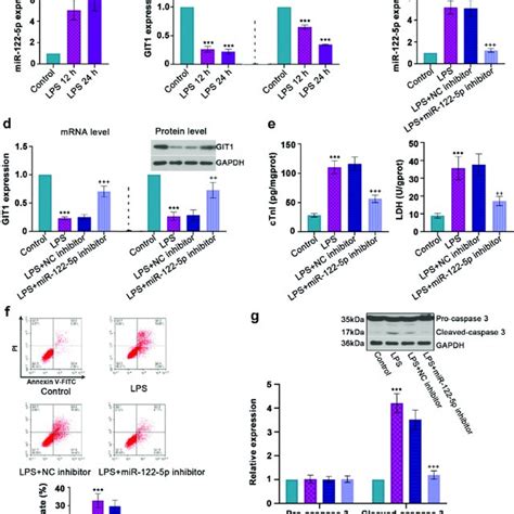 In Vitro Analysis For Beneficial Role Of Inhibiting Micro RNA