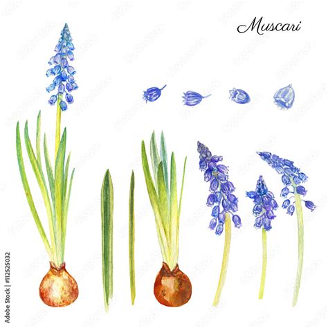 Muscari Flowers Hand Drawn Watercolor Botanical Illustration Isolated