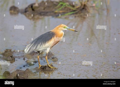 Chinese Pond Heron In The Fields Of Thailand Stock Photo Alamy