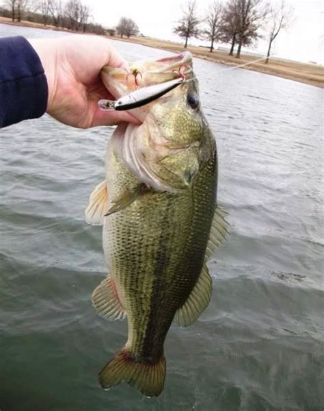 Best Jerkbaits For Bass Best Bass Fishing Lures