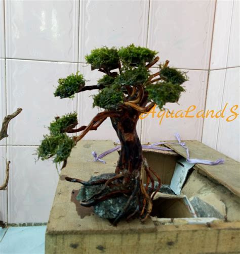 Hardscape Bonsai Akar Senggani