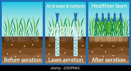 Lawn aeration stage illustration. Before and after aeration ...