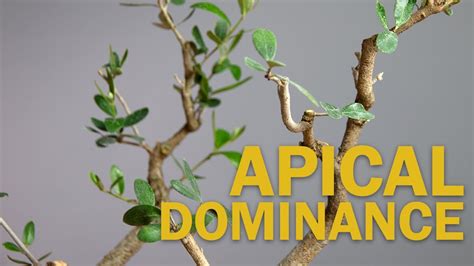 Apical Dominance