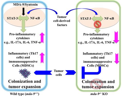 Model Depicting The Proposed Role Of Host Environmental Mda 9 Syntenin