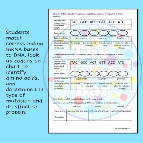 Biology Dna Mutations Worksheet Bilingual Marketplace