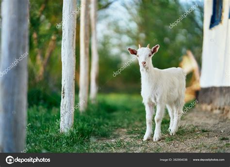 Cute Little Baby Goat Farm Stock Photo By ©shotstudio 382954036