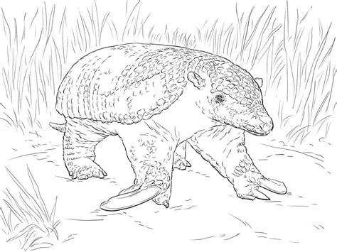 Dibujos De Armadillo Para Colorear E Imprimir Coloringonly