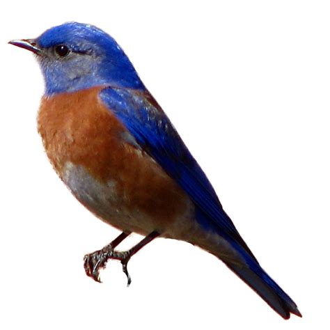 Blue Bird PNG Images | Bird, Blue bird, Photo clipart