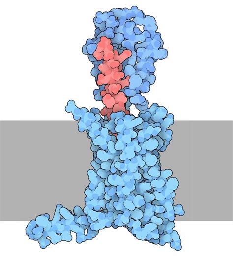 Glucagon receptor - Alchetron, The Free Social Encyclopedia