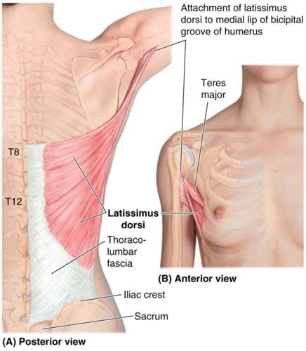 Anatomy Exam Flashcards Quizlet